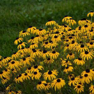 8" Rudbeckia 'American Gold Rush' American Gold Rush Black-eyed Susan: Patent PP28,498 PT 1010041