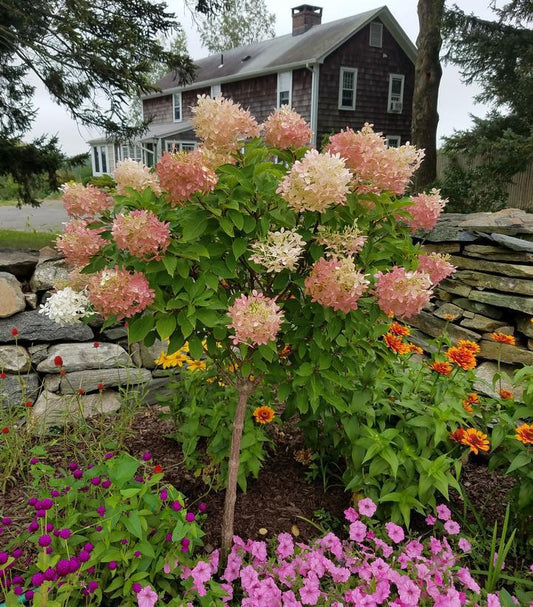 7G HYDRANGEA PAN. `PHANTOM` - TREE Phantom Panicle Hydrangea 1006306