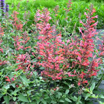 8" Agastache Kudos™ Coral Kudos™ Coral Hummingbird Mint: Patent PP25,613 (Anise Hyssop) 1010831