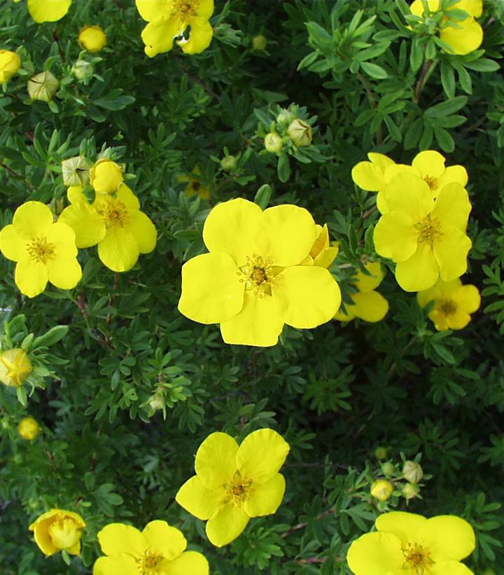 3G Potentilla fruticosa 'Goldfinger' Goldfinger Shrubby Cinquefoil 1001108