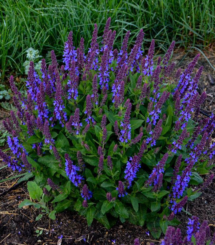 1G Salvia nemerosa 'Violet Profusion' 'Violet Profusion' Perennial Salvia: Patent PPAF 1010949