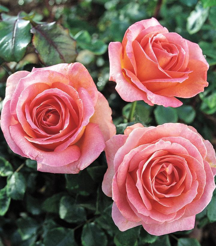 3G Rosa 'Elle' Elle® Hybrid Tea Rose 1014580