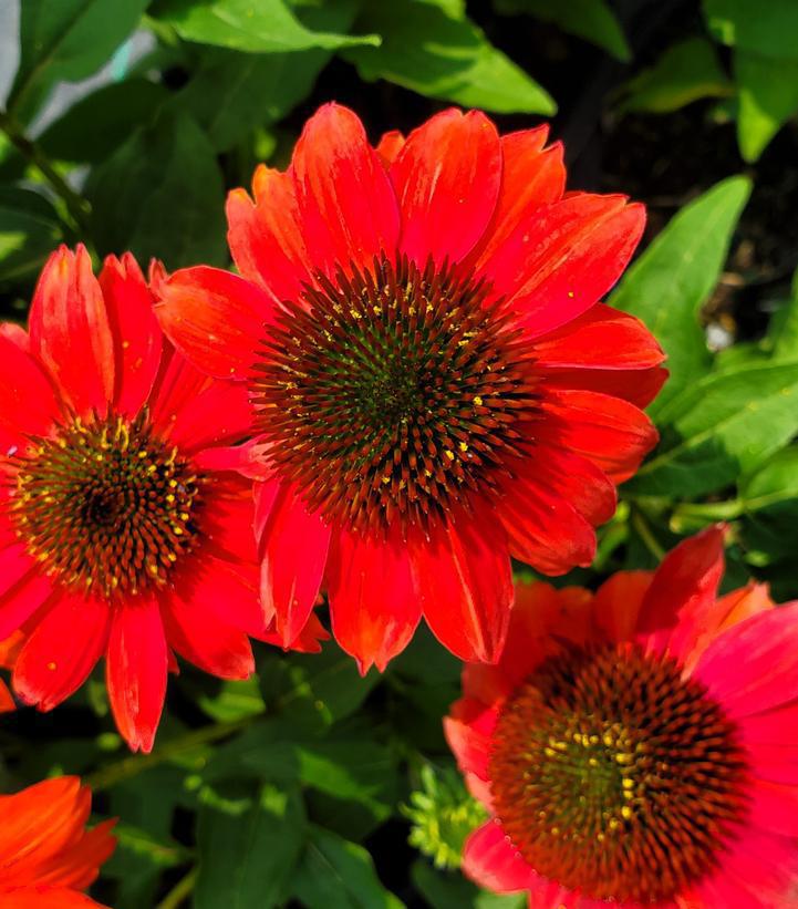 1G Echinacea purpurea 'SUMMERSONG™ Firefinch' Firefinch™ Coneflower 1009562