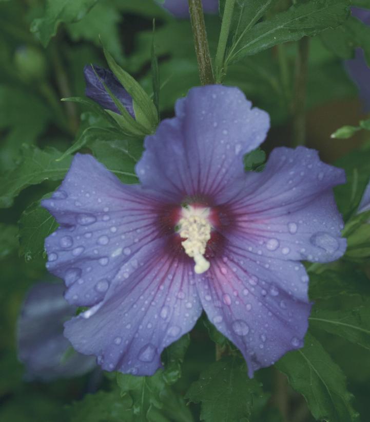 7G HIBISCUS SYR. 'AZURRI BLUE Satin' Treeform Azurri Blue Satin® Rose of Sharon: Patent PP20,563 1009243