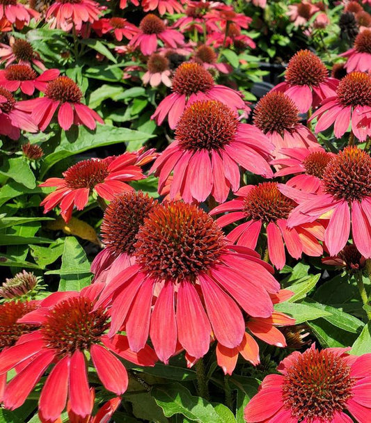 1G Echinacea Sunmagic Vintage Ruby - Coneflower - 1015408