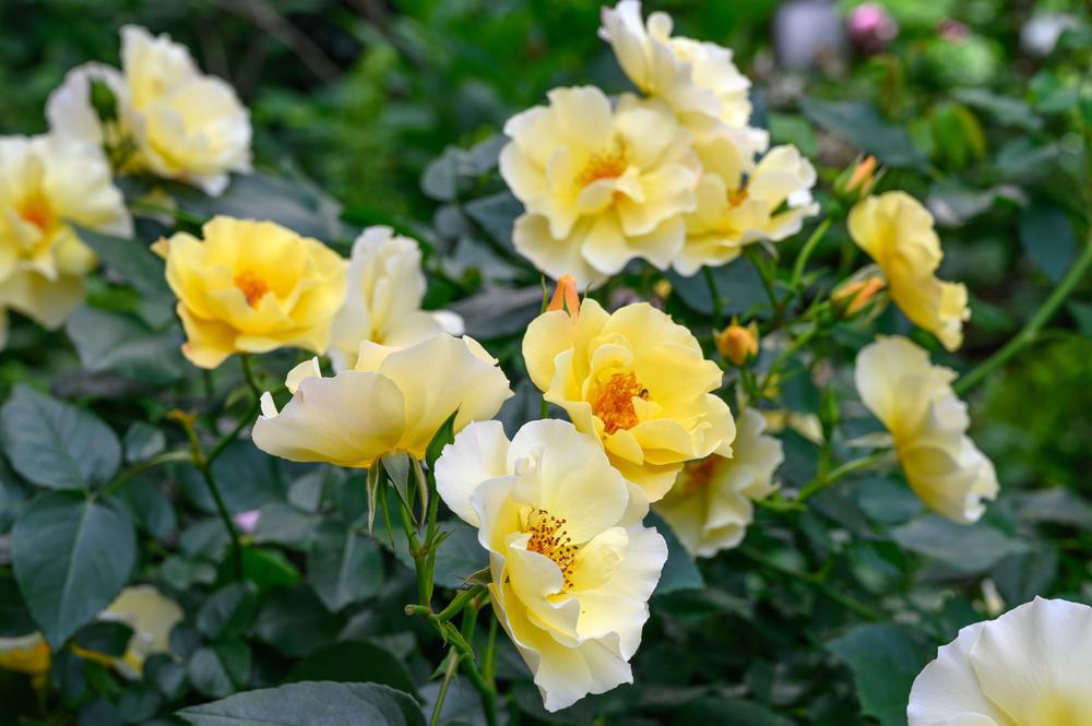 3G Rosa 'Golden Showers' Golden Showers Climbing Rose (Yellow) 1002667