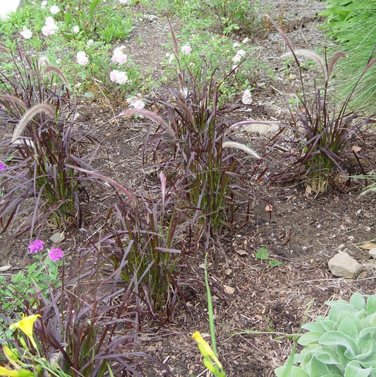 9`` Pennisetum setaceum 'Rubrum Purple' Fountain Grass 1012369