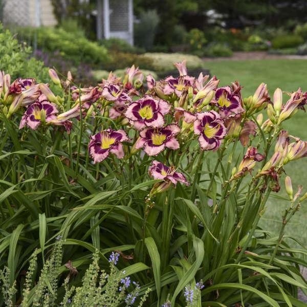 2G Hemerocallis hybrid Rainbow Rhythm® 'Sound of My Heart' Sound of My Heart Daylily: Patent PPAF 1012013