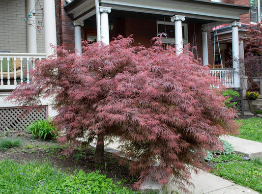 5G Acer palmatum dissectum 'Crimson Queen' Crimson Queen Weeping Japanese Maple 1000278