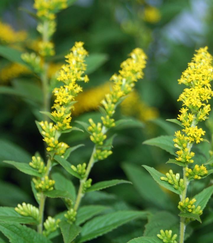 2G Solidago rugosa 'Fireworks' Fireworks Goldenrod 1003347