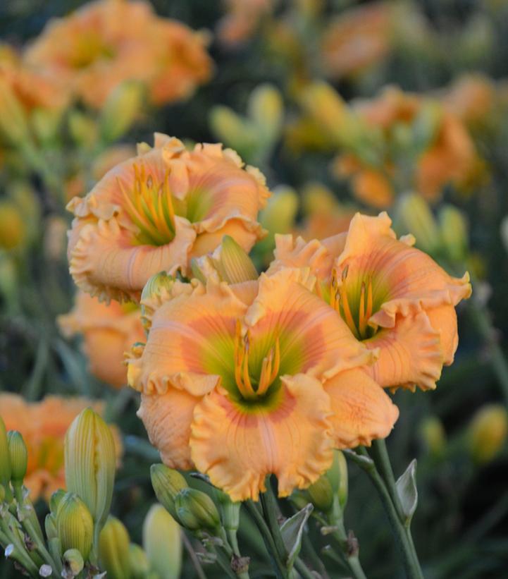 2G Hemerocallis hybrid Rainbow Rhythm® 'Orange Smoothie' Orange Smoothie Daylily: Patent PP28,643 1010941