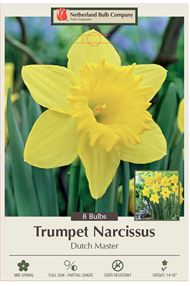 Netherland Bulb Company -  Narcissus Dutch Master in VP - 4312100690 VP-44