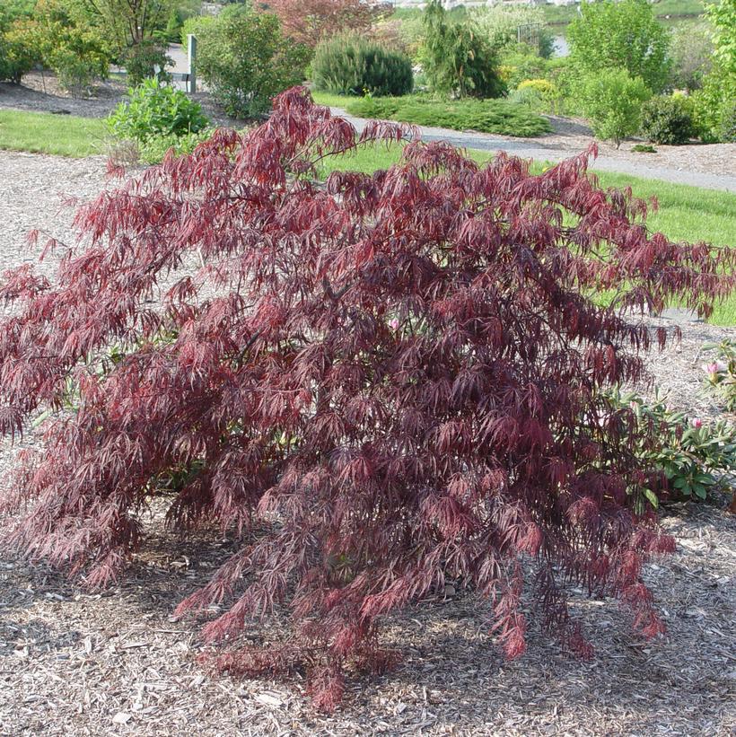 3G Acer Palmatum Dis. 'Inaba Shidare' Inaba Shidare Weeping Japanese Maple 1000697