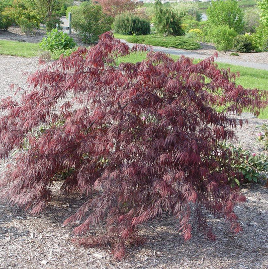 5G Acer palmatum dissectum 'Inaba Shidare' Inaba Shidare Weeping Japanese Maple 1002734