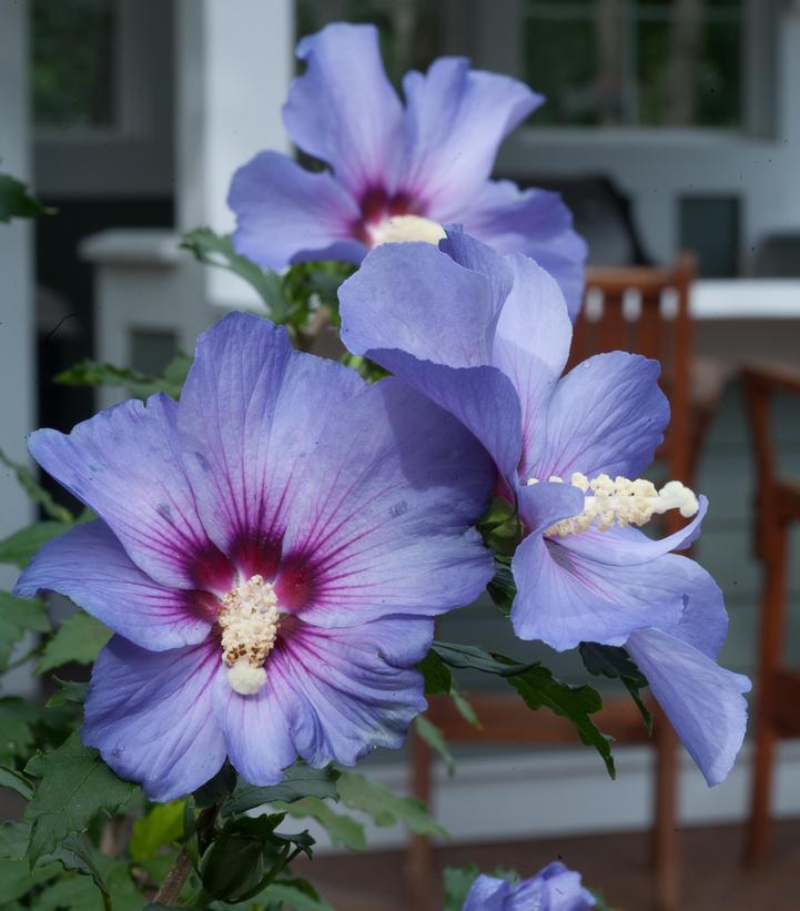 7G HIBISCUS SYR. 'AZURRI BLUE Satin' Treeform Azurri Blue Satin® Rose of Sharon: Patent PP20,563 1009243