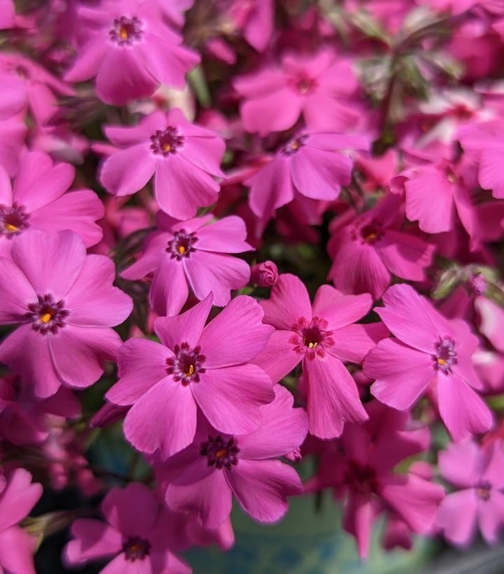 1G Phlox subulata 'Spring Hot Pink' Spring Hot Pink Moss Phlox (Creeping Phlox) 1010910