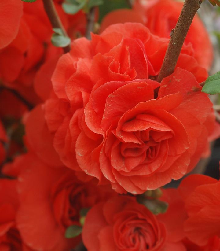 2G Chaenomeles speciosa 'Double Take Orange' ('Orange Storm') Double Take® Orange Quince: Patent PP20,950 1004549