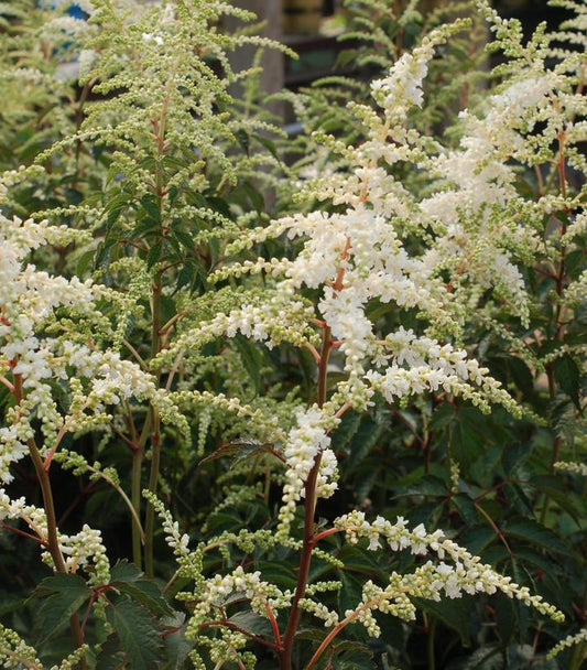 2G Astilbe japonica 'Deutschland' Deutschland Astilbe 1000900