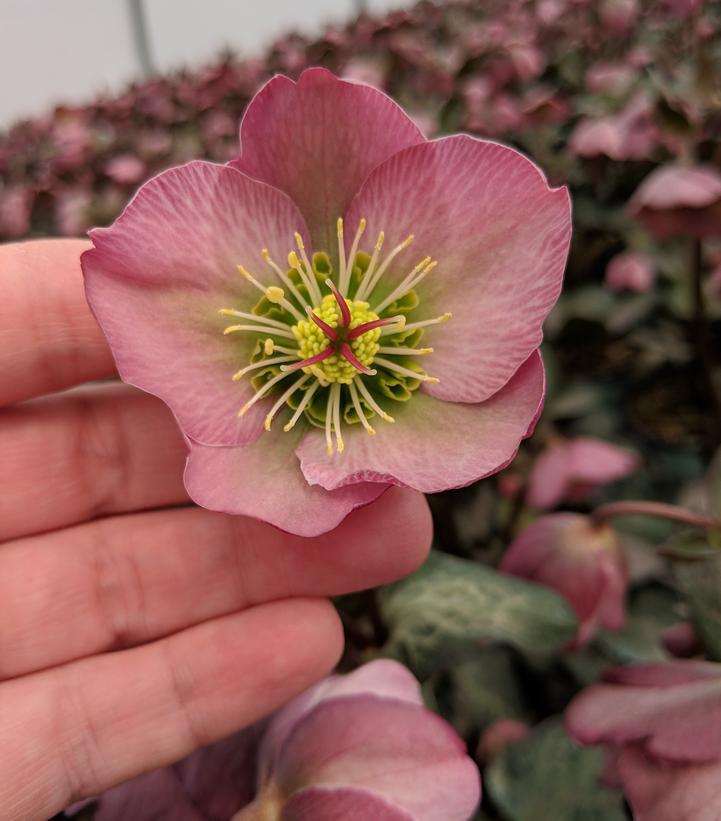 8" Helleborus Frostkiss® 'Dorothy's Dawn' Dorthy's Dawn™ Lenten Rose: Patent PP28,010 (Lenten Rose) 1009830