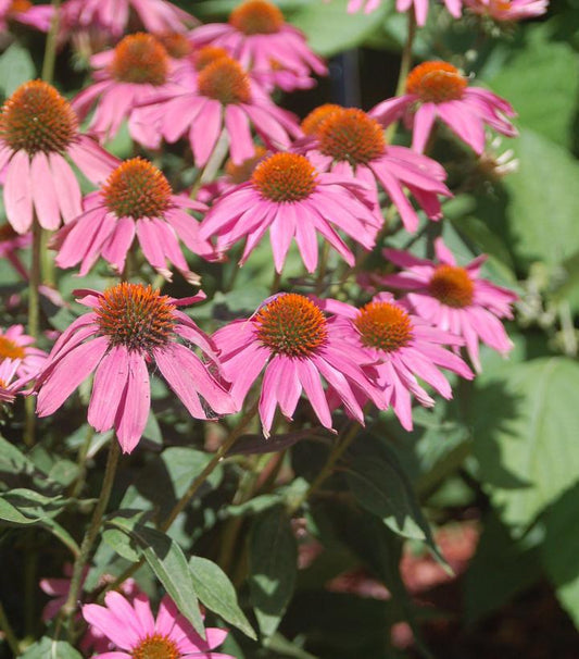 1G Echinacea 'Pow Wow Wildberry' Pow Wow® Wildberry Coneflower 1005311