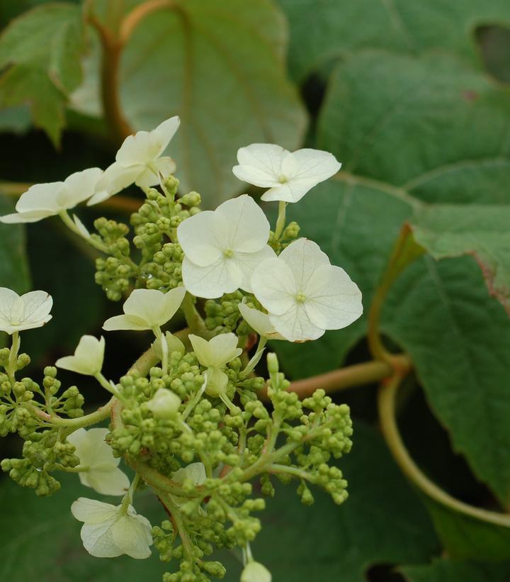 3G Hydrangea quercifolia Snow Queen™ ('Flemygea') Snow Queen™ Oakleaf Hydrangea