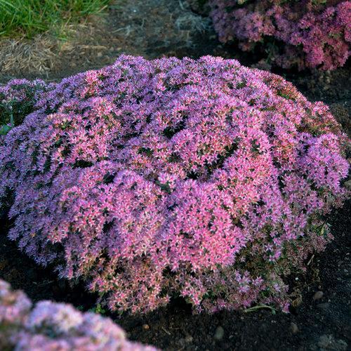 1G Sedum hybrid Rock 'N Round™ ('Pride and Joy') Pride and Joy Stonecrop: Patent PPAF 1012308