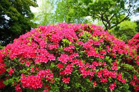 3G AZALEA 'HINO CRIMSON' (Evergreen) Hino Crimson Azalea 1000552