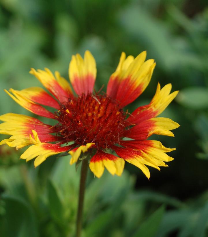 1G GAILLARDIA ARISTATA `ARIZONA SUN` Arizona Sun Blanket Flower 1003157