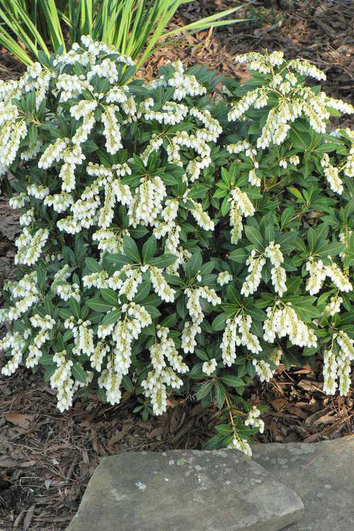 3G Pieris Japonica 'Cavatine' Cavatine Dwarf Andromeda 1002339