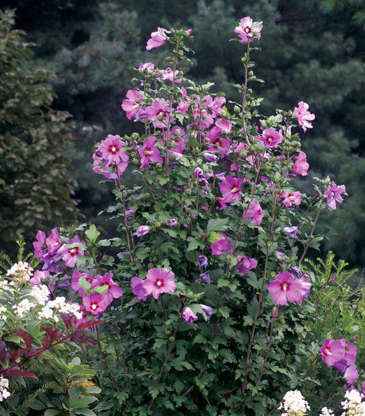 3G Hibiscus syriacus Violet Satin® Violet Satin® Rose of Sharon: Patent PP12,196 1003703