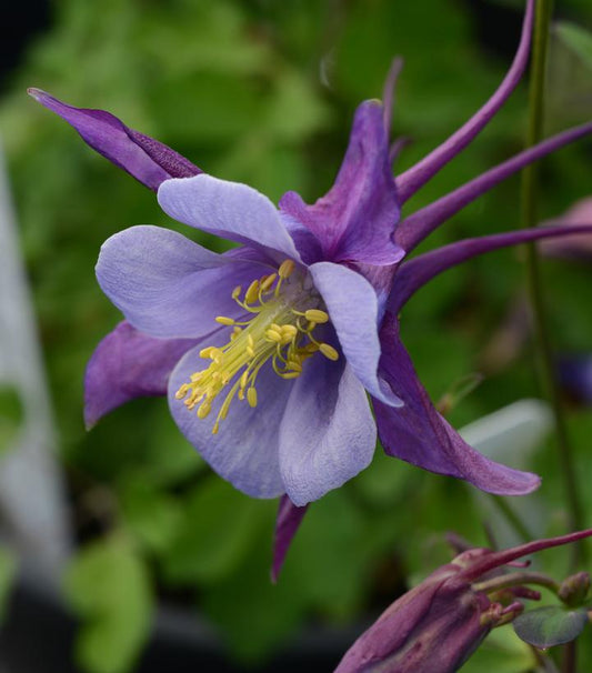 1G AQUILEGIA EARLYBIRD `PURPLE BLUE` ('PAS1258487') Earlybird™ Purple Blue Columbine 1014503