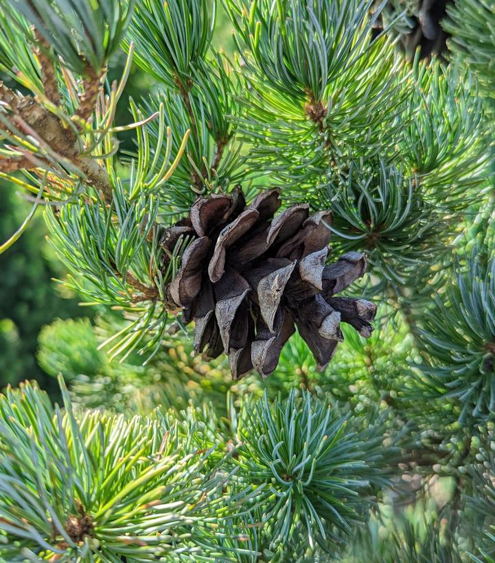 10G PINUS PARVIFLORA GLAUCA Blue Japanese White Pine 1002854