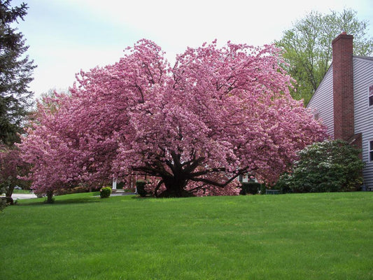 15G PRUNUS SERRULATA `KWANZAN` Kwanzan Flowering Cherry 1000406