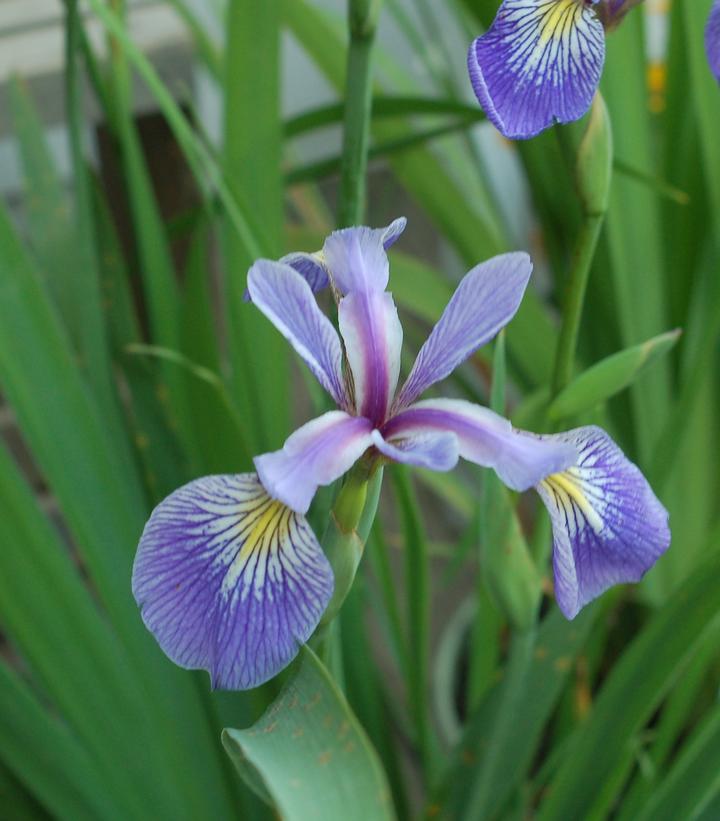 2G Iris versicolor Blue Flag Iris 1003456