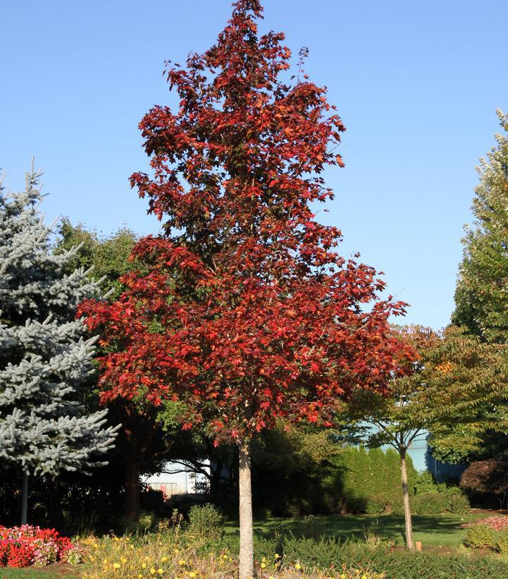 7G Acer platanoides x truncatum 'Crimson Sunset' ('JFS-KW202') Crimson Sunset® Maple: Patent PP21,838