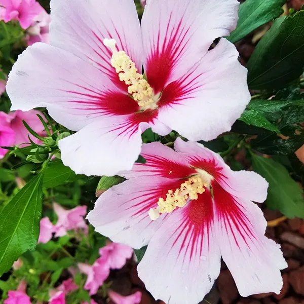 3G Hibiscus syriacus Orchid Satin® ('ILVO347') Orchid Satin® Rose of Sharon: Patent PPAF