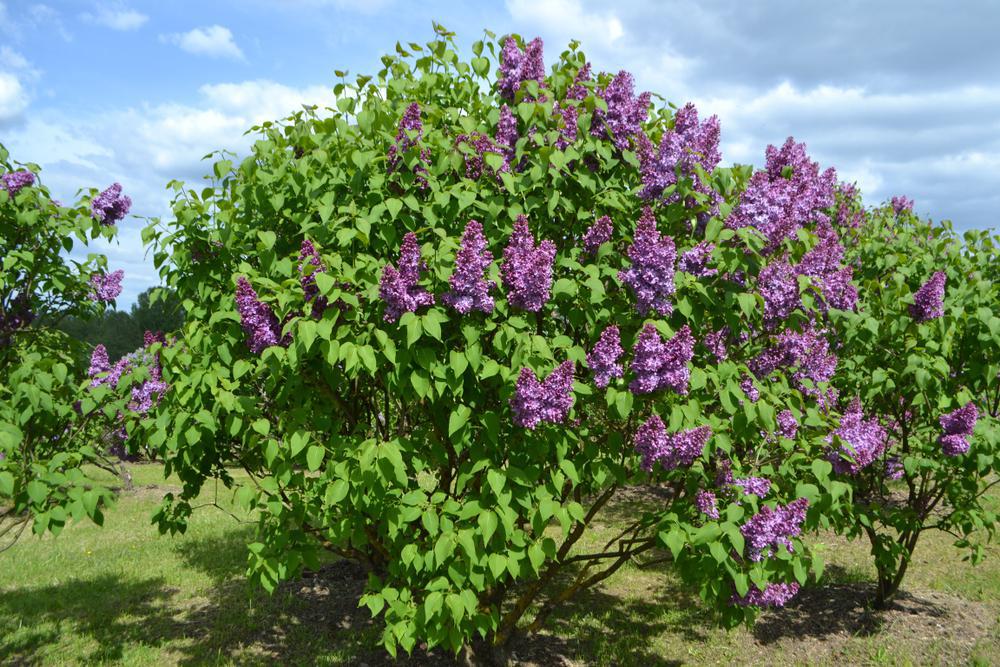 3G SYRINGA VULGARIS Common Lilac 1000772