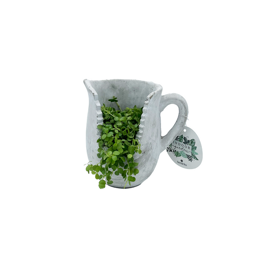 5" Jaws Jug Peperomia S4224