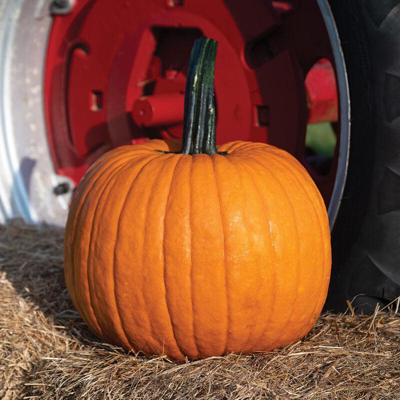 Pumpkin - Big Stick Cronus