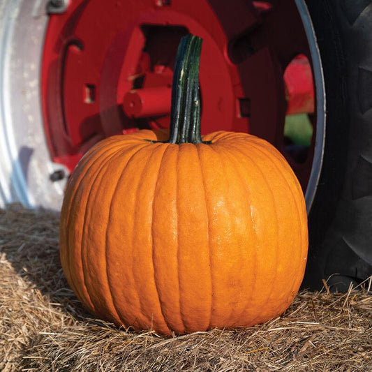 Pumpkin - Big Stick Cronus BIG SCALE