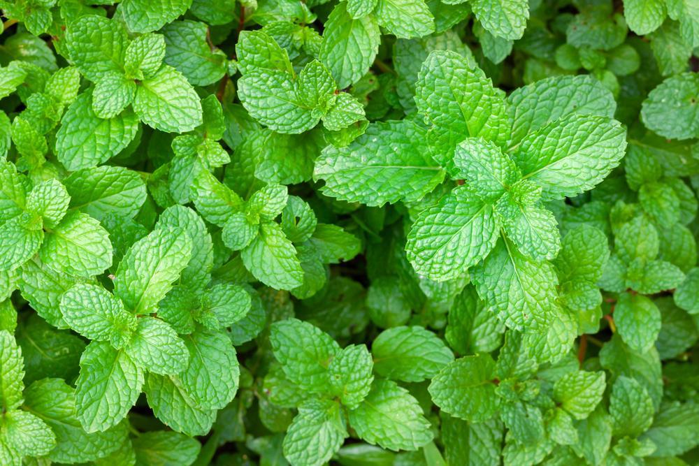 1G MENTHA X PIPERITA (Peppermint) 1001304