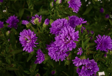 9" Aster - Henry III Purple