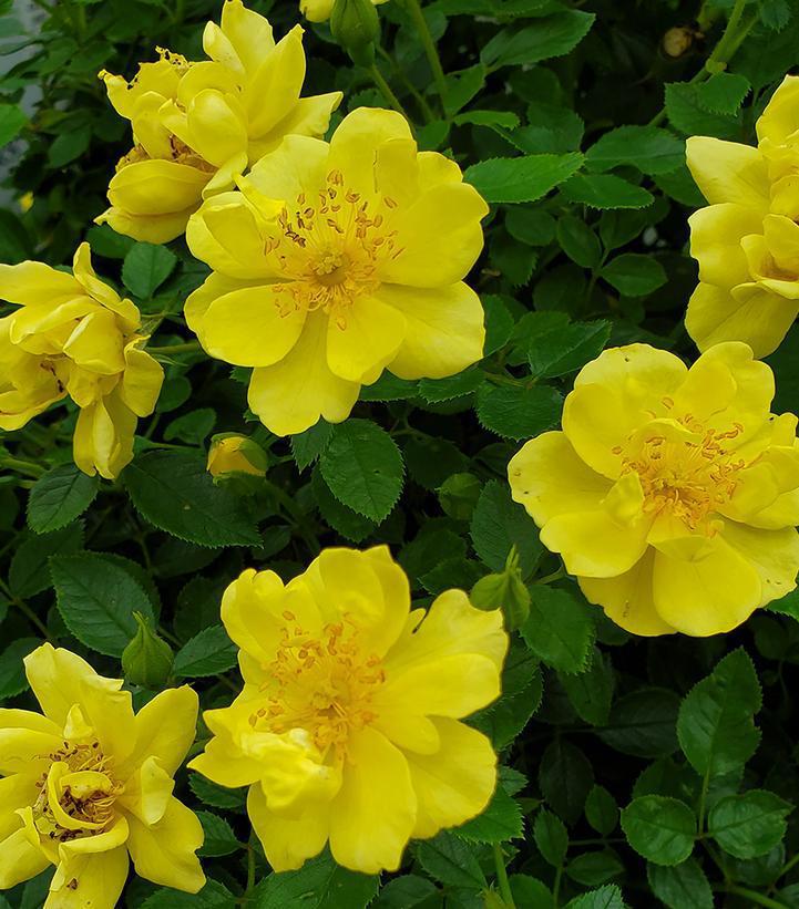 2G Rosa x Oso 'Easy Lemon Zest' ('Chewhocan') Oso Easy Lemon Zest® Rosa: Patent PP26,914 1006050