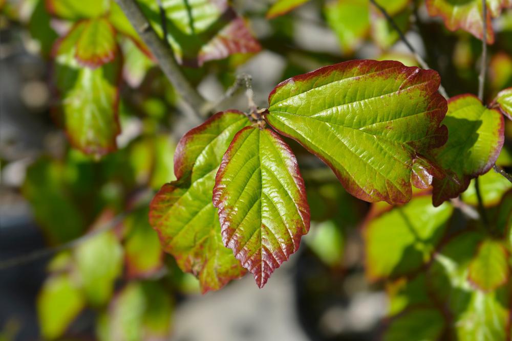 7G Parrotia persica 'Persian Spire' ('JLColumnar') Persian Spire™ Upright Ironwood: Patent PP24,951