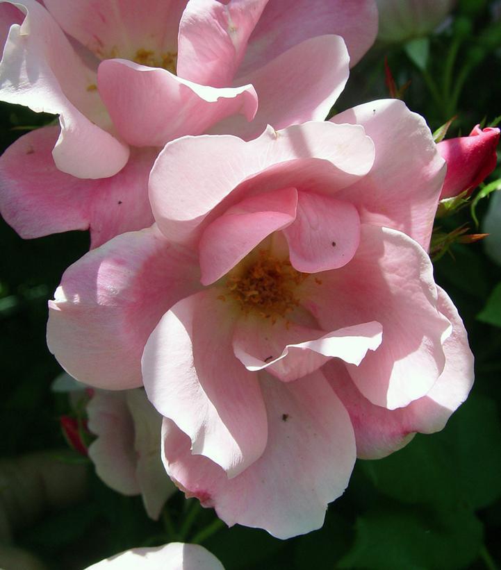 3G Rosa 'Blushing Knock Out' ('Radyod') Blushing Knock Out® Rose: Patent PP14700 1007428