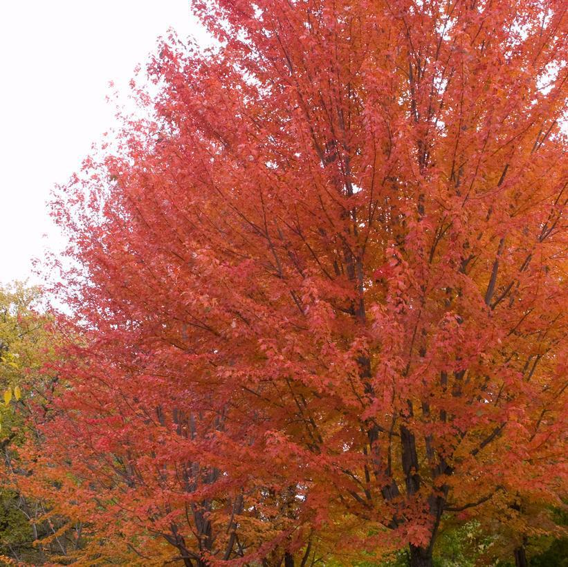 7G ACER X FREEMANII `AUTUMN BLAZE` (Japanese Maple) Freeman Maple: Patent PP4,864 1013704