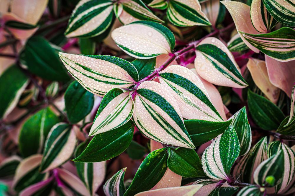 4" Tradescantia Rainbow Zebra (wandering jew)