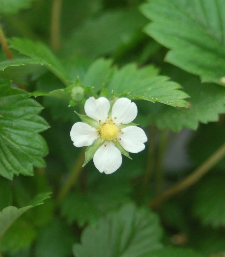 1G Fragaria vesca 'Alexandria' Alpine or Woodland Strawberry (fraise du bois) 1005971