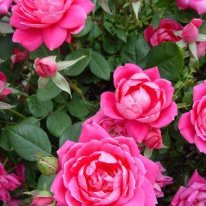 3G ROSA DOUBLE PINK KNOCKOUT Tree KO (Rose Treeform) 1007437