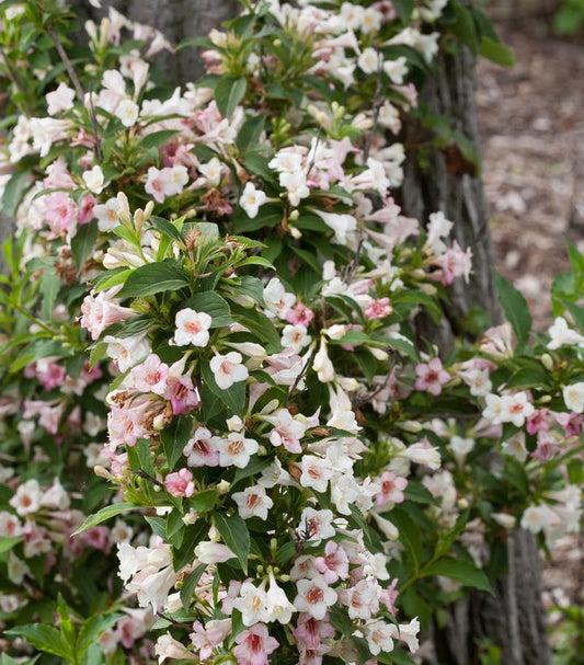 Weigela 'Sonic Bloom Pearl' ('Bokrasopea') Sonic Bloom® Pearl Weigela: Patent PP24,585